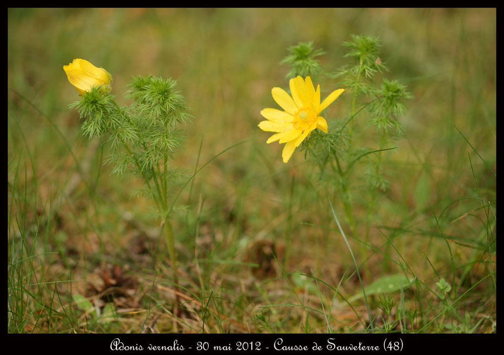 Adonis-vernalis2